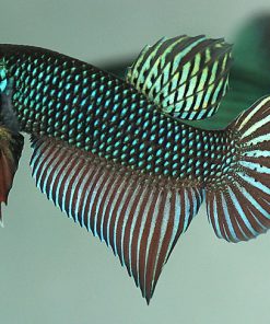 Betta mahachai macho 4-5cm