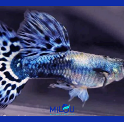 Guppy purple mosaico