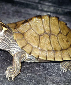 Tortuga Graptemys kohni 3-4cm